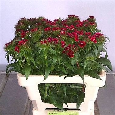 Sweet Williams Barbarella Deep Red