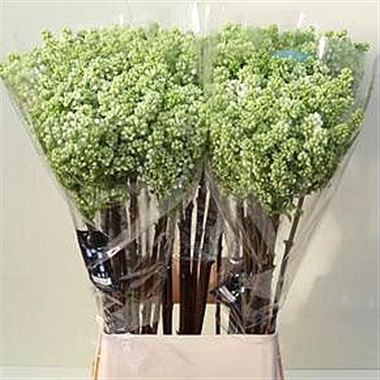 Lilacs Madame Florent Stepman - 2 Buds