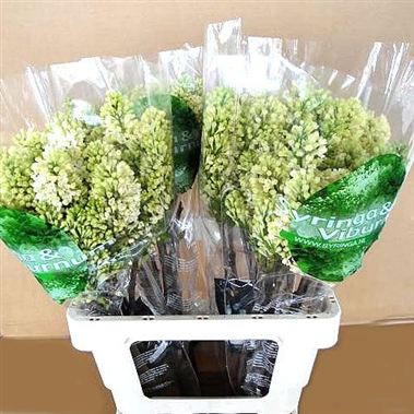 Syringa Primrose - 2 Buds
