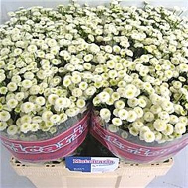 Tanacetum Baya