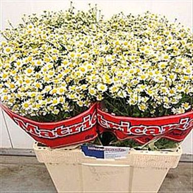 Tanacetum Single Vegmo