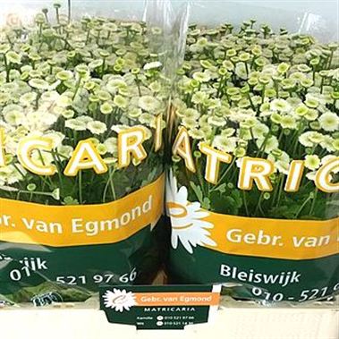 Tanacetum Snowball