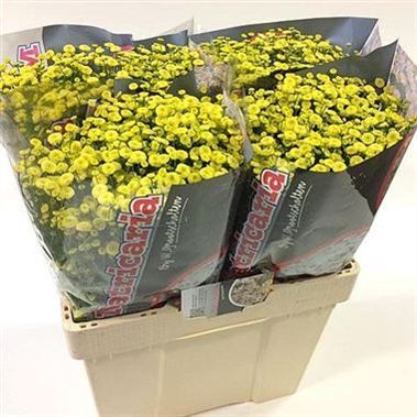 Tanacetum Victory Yellow