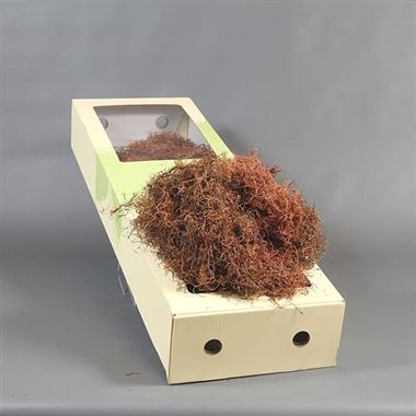 Tillandsia Moss - dyed brown
