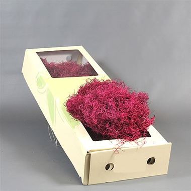 Tillandsia moss - dyed cerise