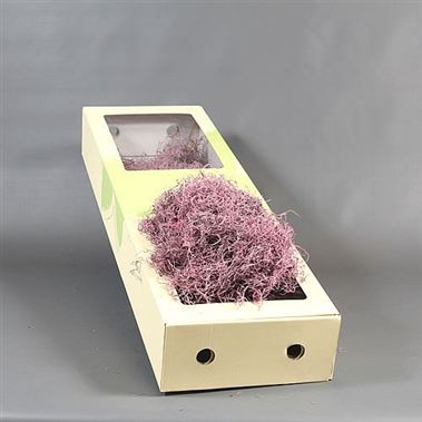 Tillandsia Moss - dyed pink
