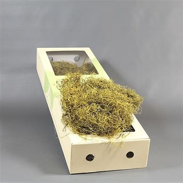 Tillandsia Moss - dyed yellow