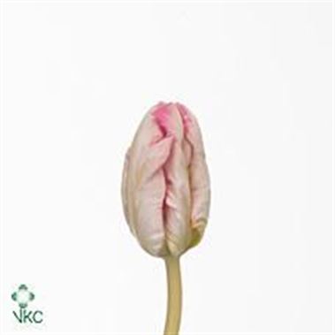 Tulips Elzenburg (Parrot)