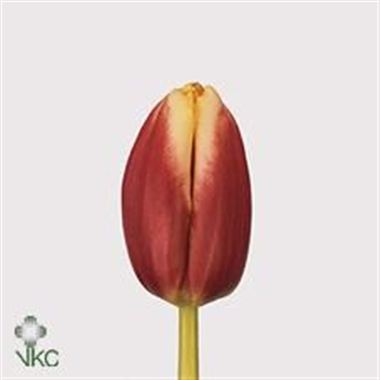 Tulips Leen Van Der Mark