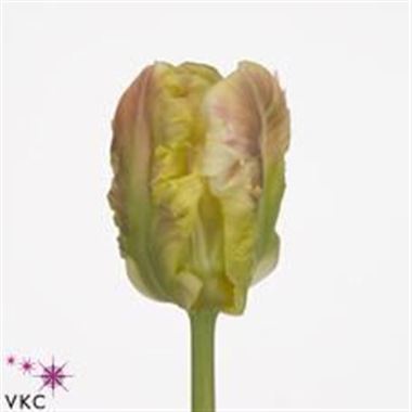 Tulips Webers Parrot