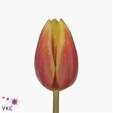 Tulips Jan Seignette