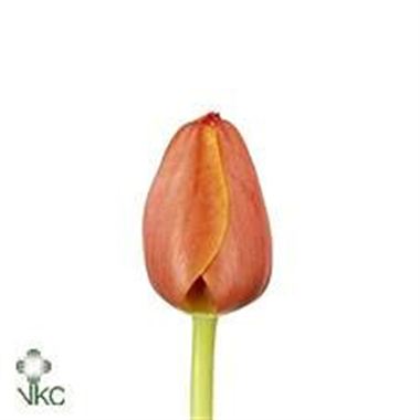 Tulips Ad Rem