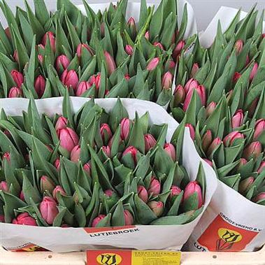 Tulips anaconda