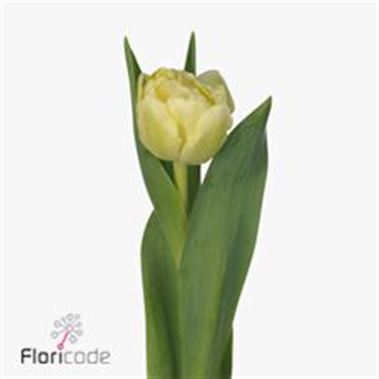 Tulips Avant Garde