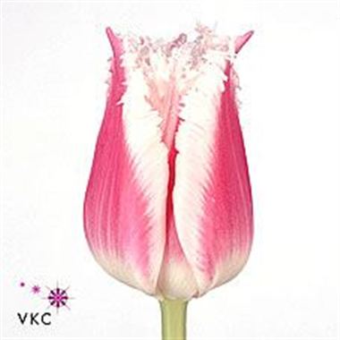 Tulips Bell Song