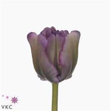 Tulips Blue Parrot