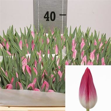 Tulips bolroyal pink
