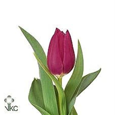Tulips Christmas Marvel