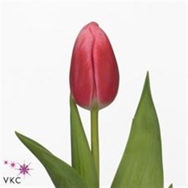 Tulips Circuit