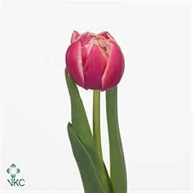 Tulips Columbus