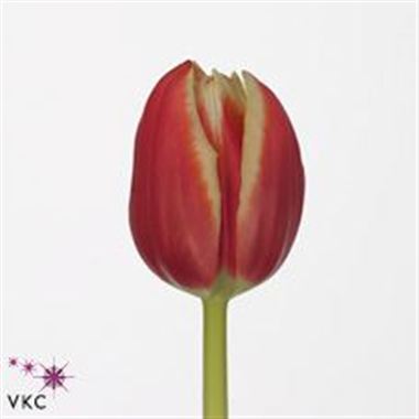 Tulips Crispa Leen