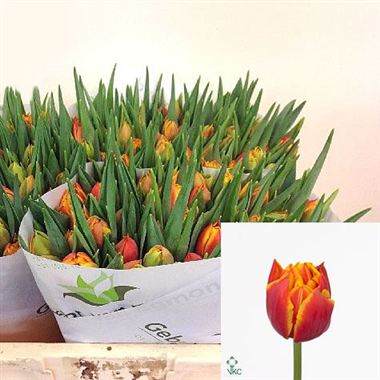 Tulips Crossfire