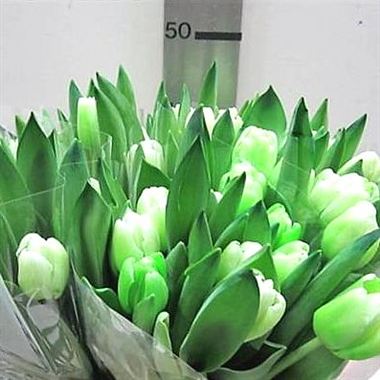 Tulips Dyed green