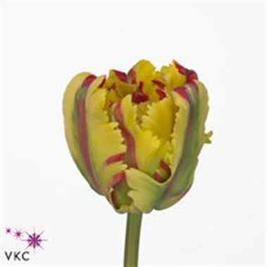 Tulips Flaming Parrot