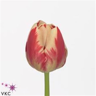 Tulips Flaming Prominence