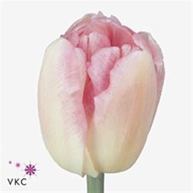 Tulips Foxtrot