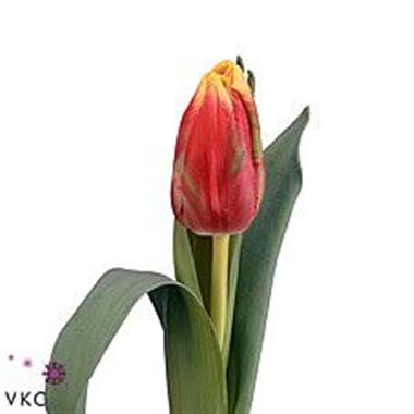 Tulips golden destiny (parrot)