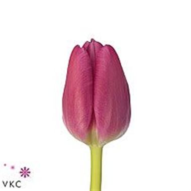 Tulips Marathon Champion