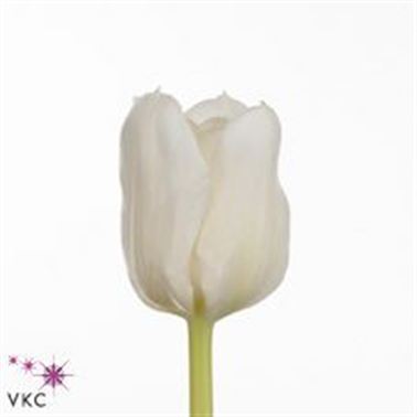 Tulips Mondial
