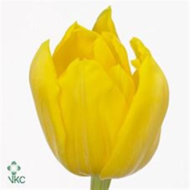 Tulips Monte Carlo
