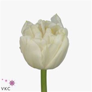 Tulips Northcap