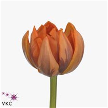 Tulips Orange Princess