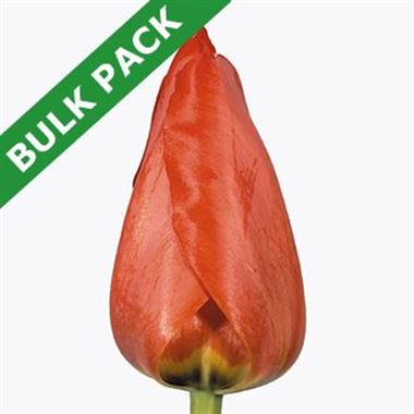 Tulips parade (bulk pack)
