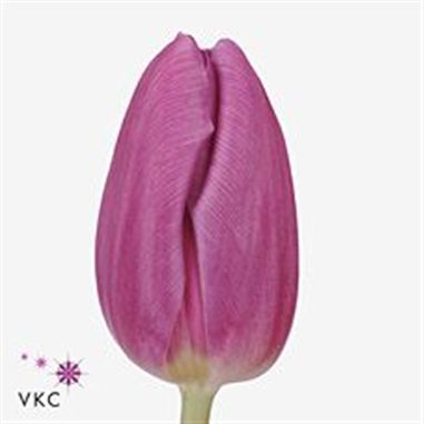 Tulips Purple Flag