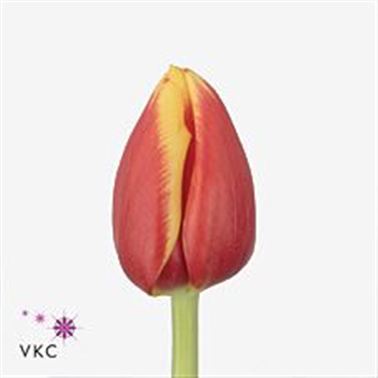Tulips Rambo