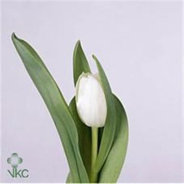 Tulips Royal Virgin