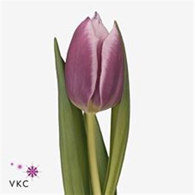 Tulips Synaeda Blue