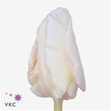 Tulips White Rebel (Parrot)