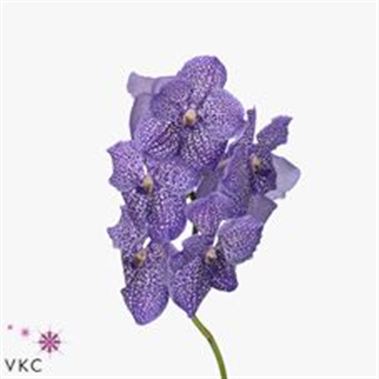 Vanda Orchid - sunanda dotty purple