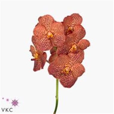 Vanda Orchid - Sunanda Lava