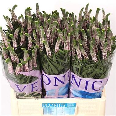 Veronica Smart Enjoyce