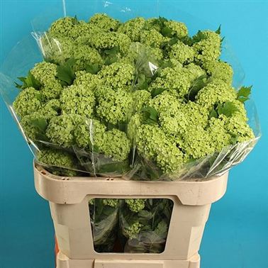 Viburnum Opulus Roseum