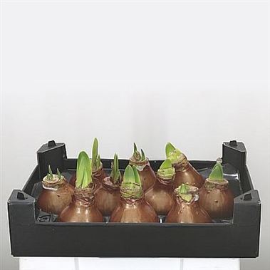 Waxed Amaryllis - Copper