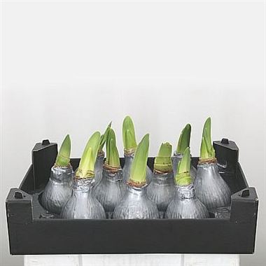 Waxed Amaryllis - Silver