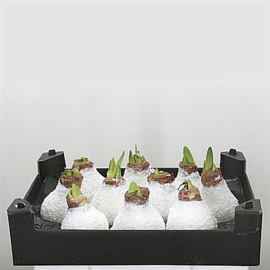 Waxed Amaryllis - White + Snow