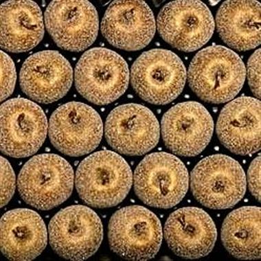 Waxed Apples - Gold & Sugared